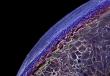 Как выглядит арбуз под микроскопом
