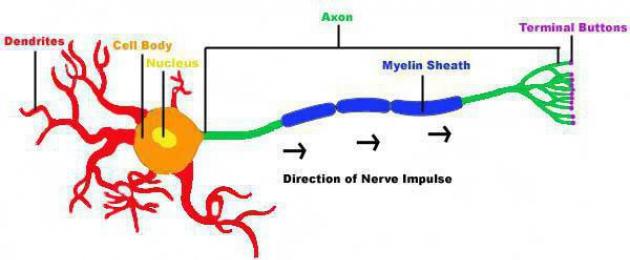 Строение и функции нервной системы. Нейрон