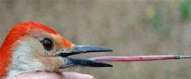 Птица имеющая самый длинный язык. Язык из ноздри да вокруг шеи: просто дятел